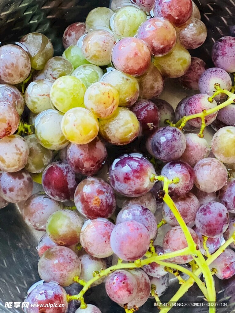 多彩葡萄果實(shí)飽滿誘人