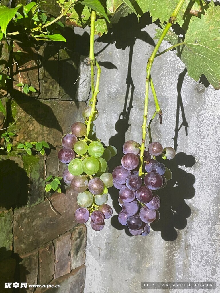 藤下紫葡萄 自然清新美