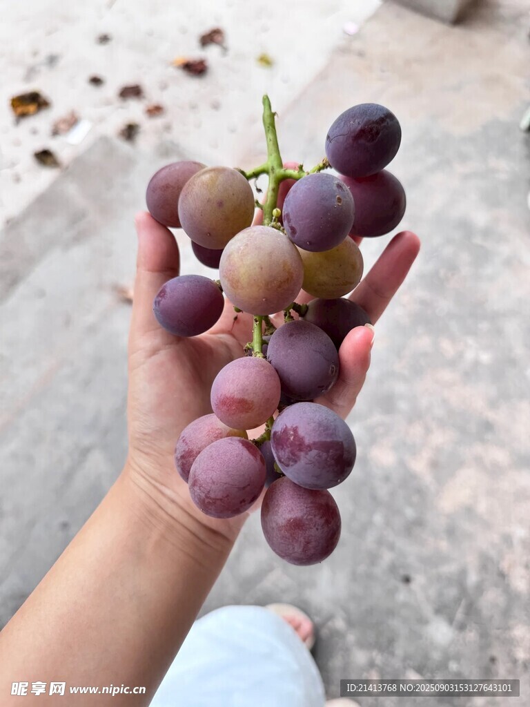 手捧紫葡萄的清新畫面