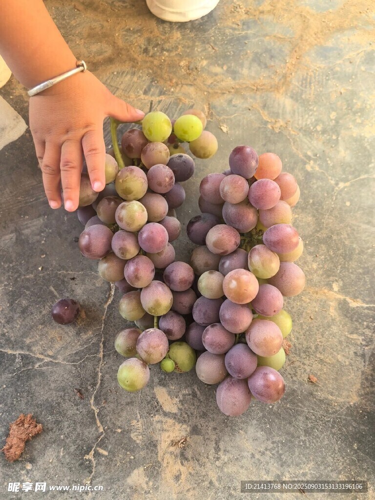 手捧紫綠相間新鮮葡萄