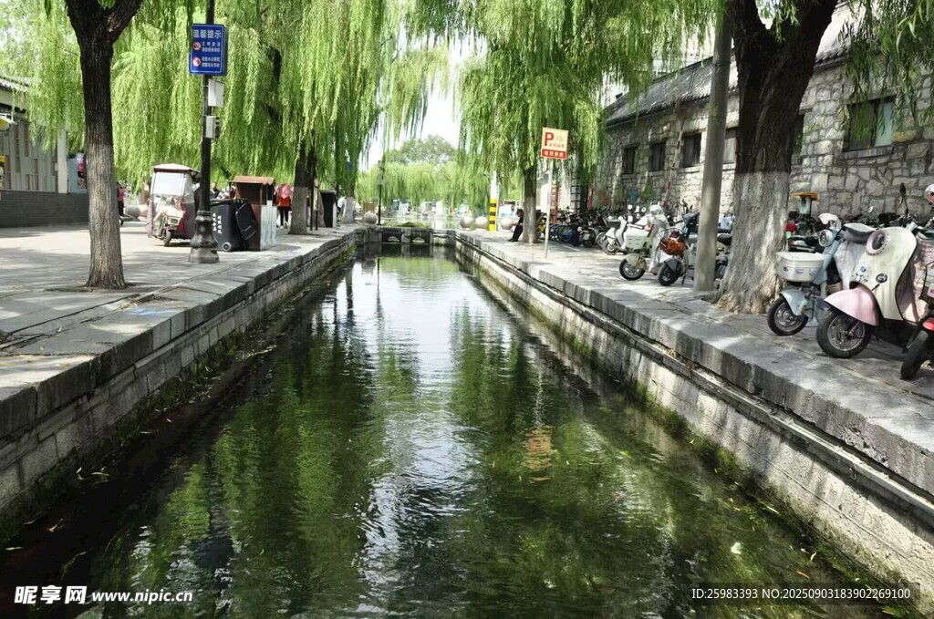 河畔垂柳