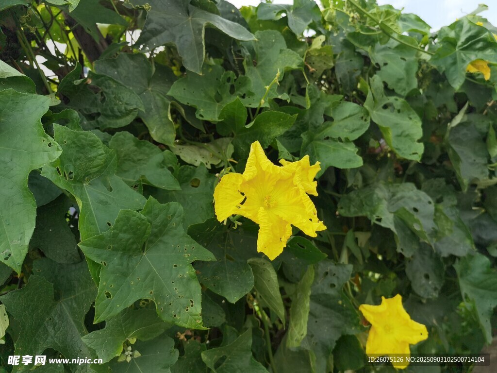 綠葉叢中的兩朵黃色瓜花