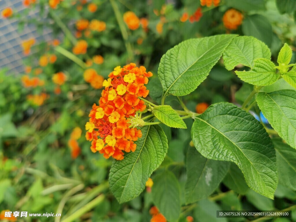 鮮艷橘色花朵與綠葉