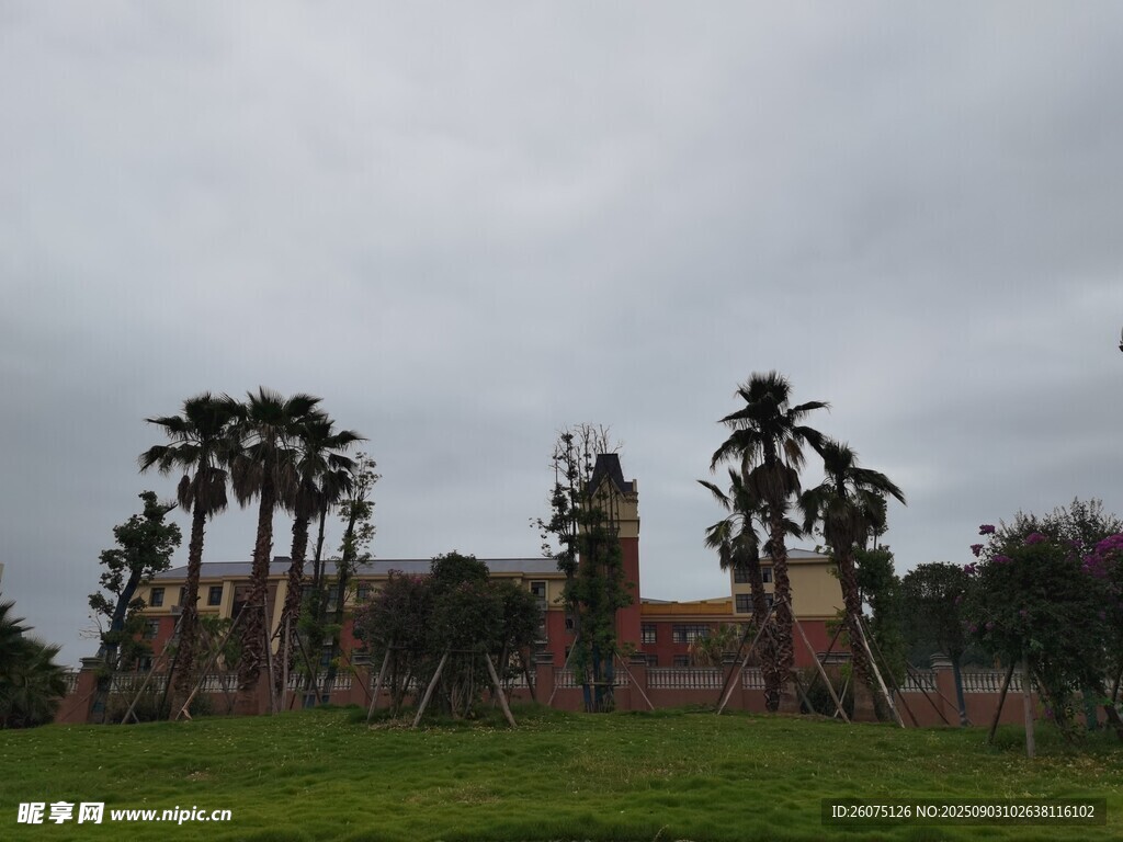 草地旁的棕櫚樹與建筑