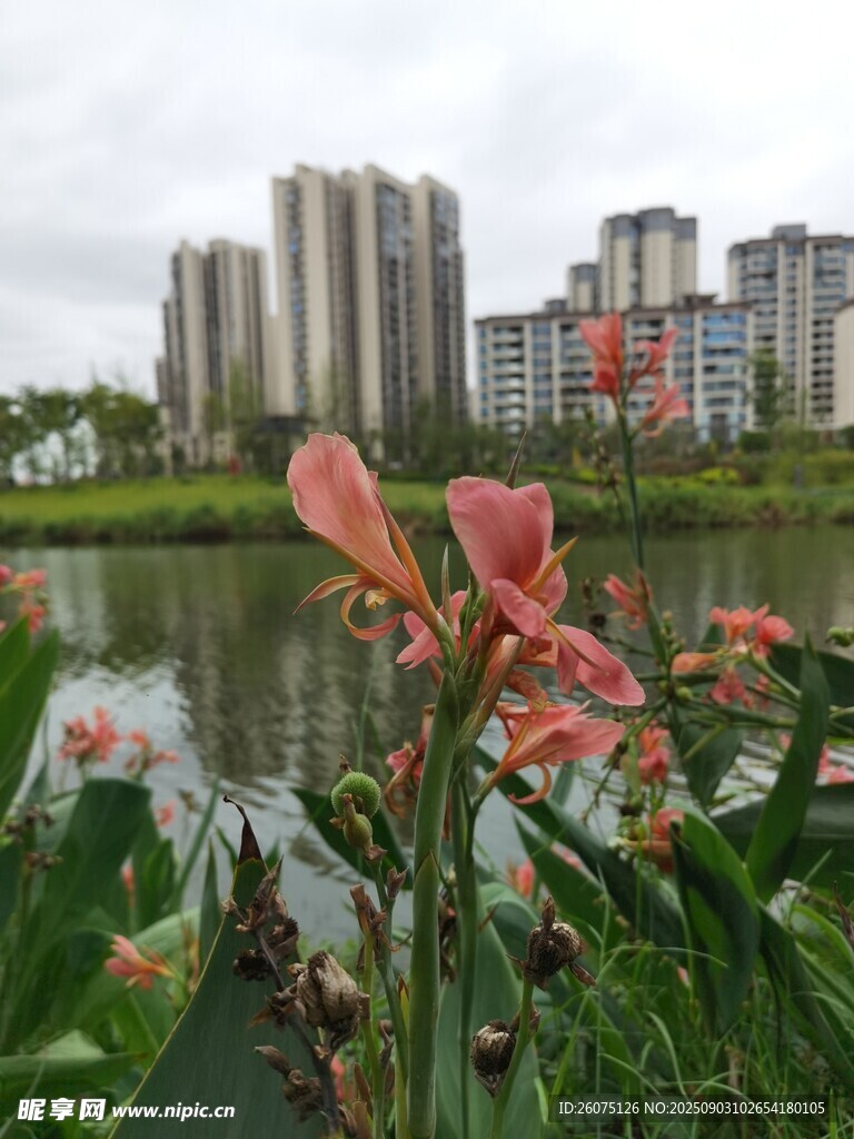 湖畔繁花映高樓
