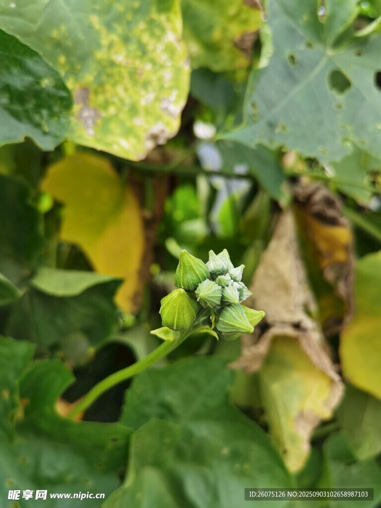 患病植物葉片特寫