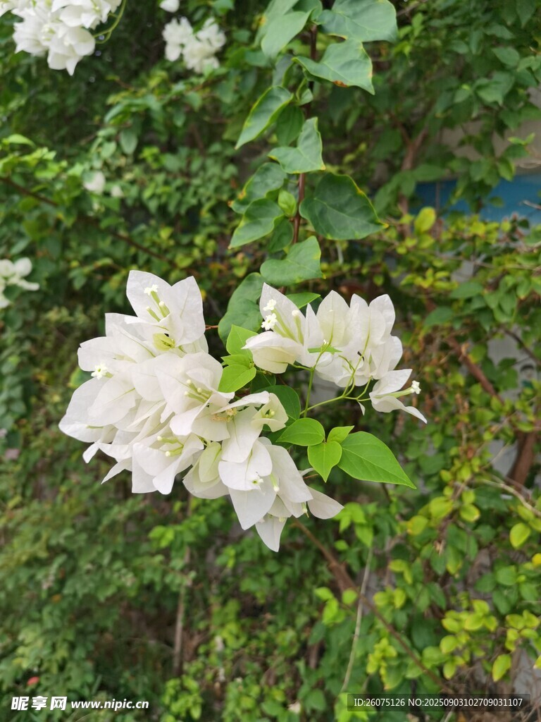 白色三角梅綻放于綠葉間