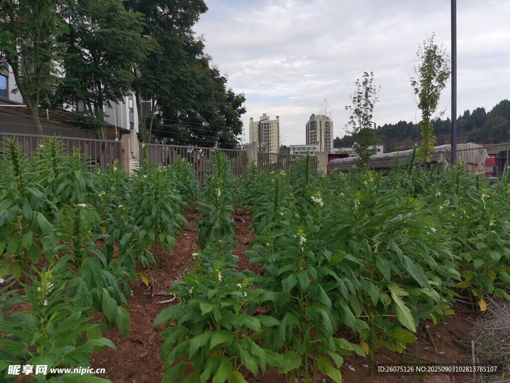 田園芝麻種植景象