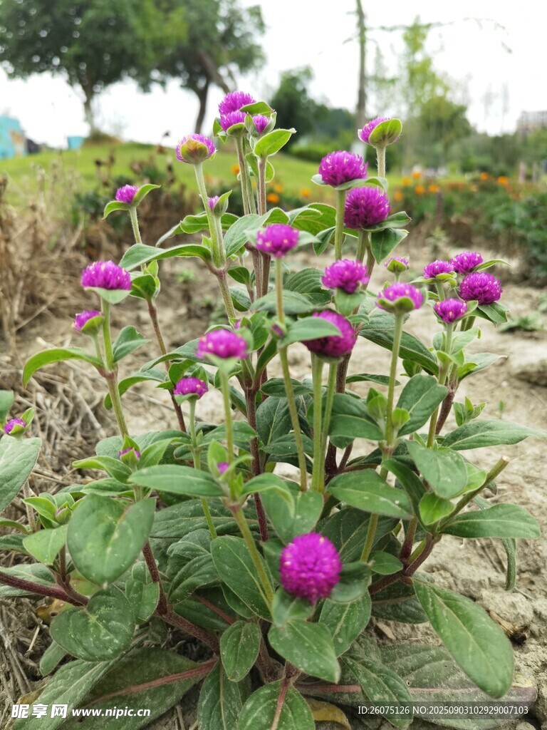 田野中的艷麗紫花