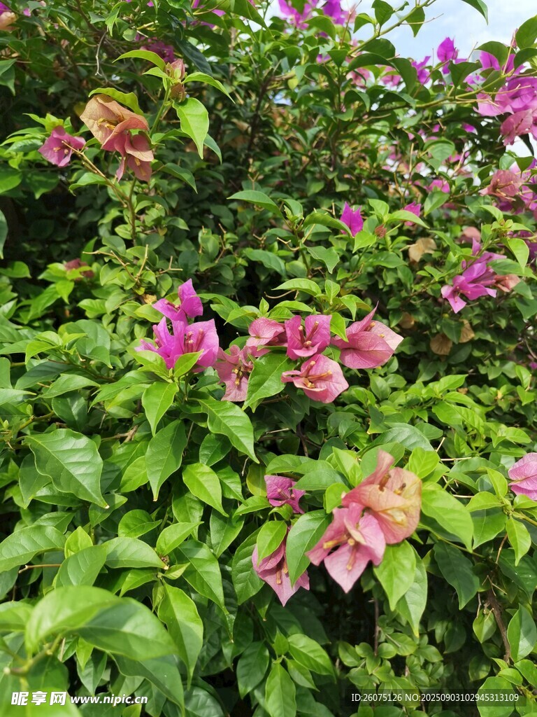 綻放的多彩三角梅