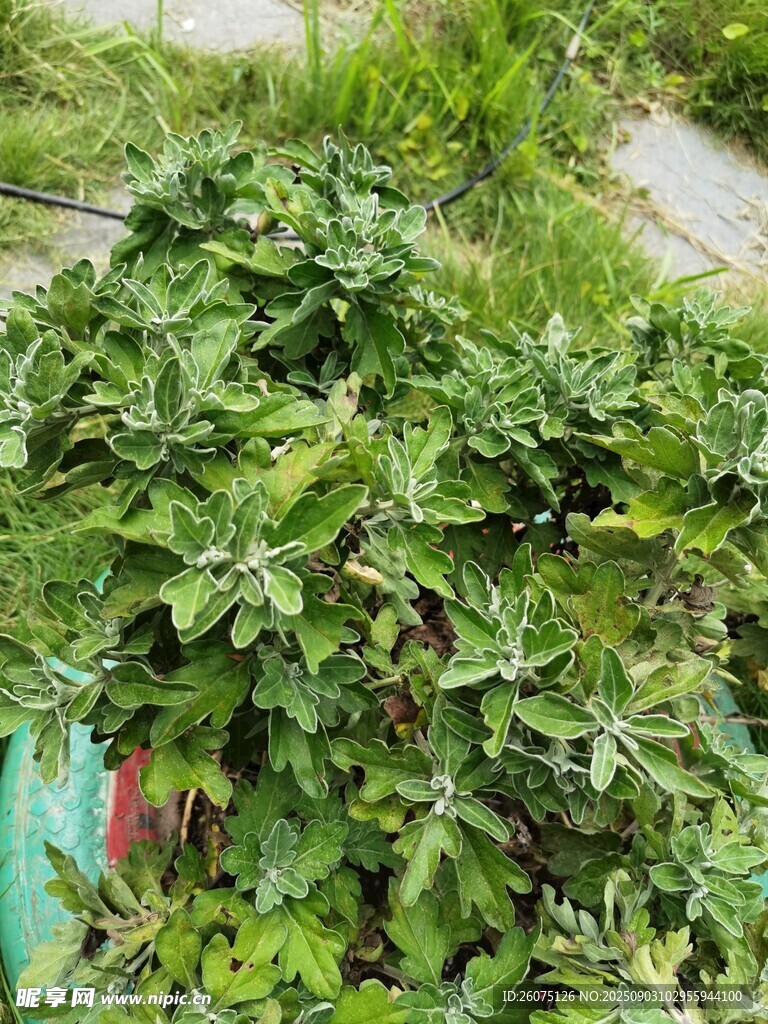 綠葉繁茂的菊花植株景觀