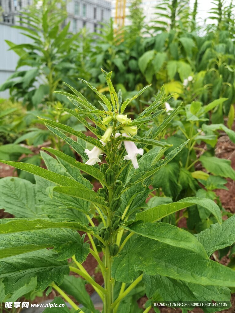 綠葉間綻放的白色芝麻花