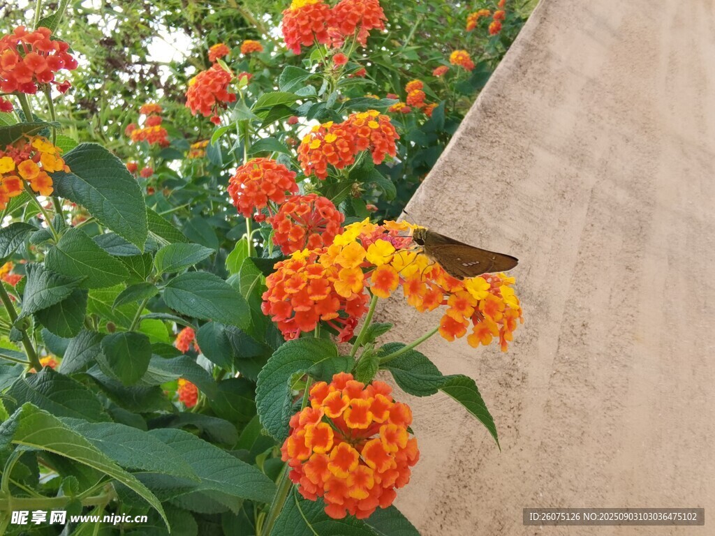 花叢邊的蝴蝶