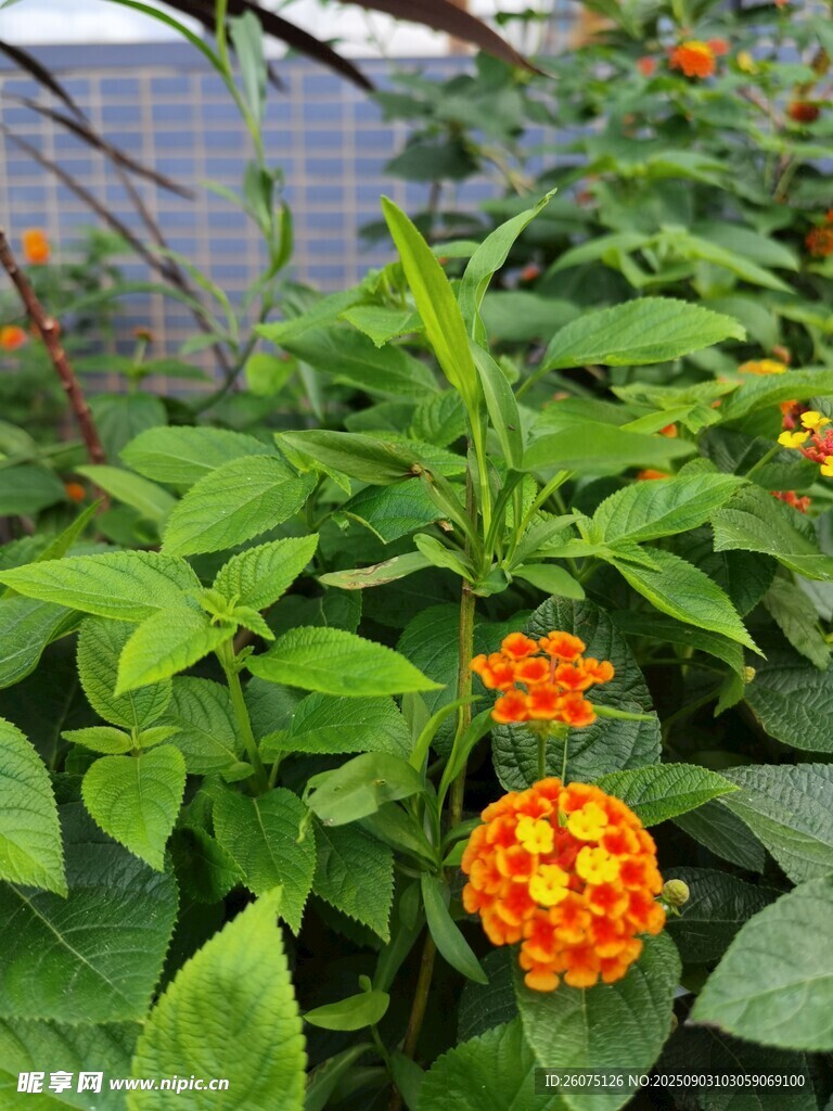 綠葉間的橙色球狀馬纓丹花卉