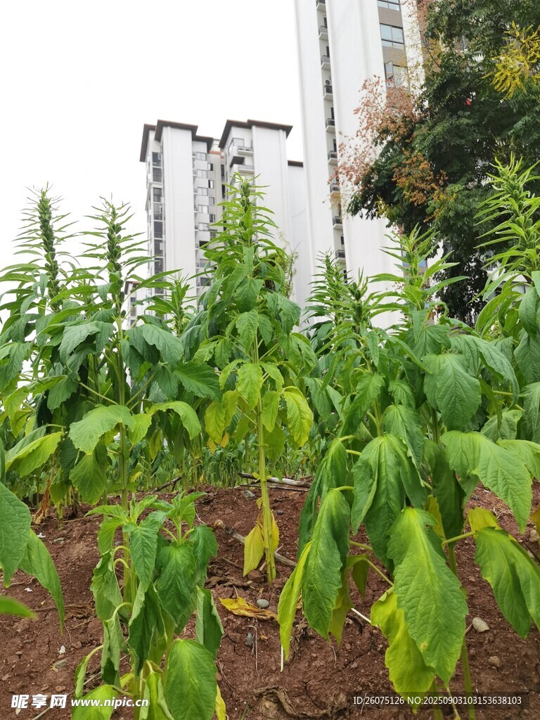 城市中的芝麻植株