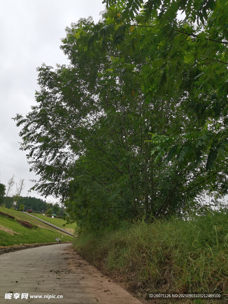 鄉(xiāng)間小路旁的蔥郁綠樹