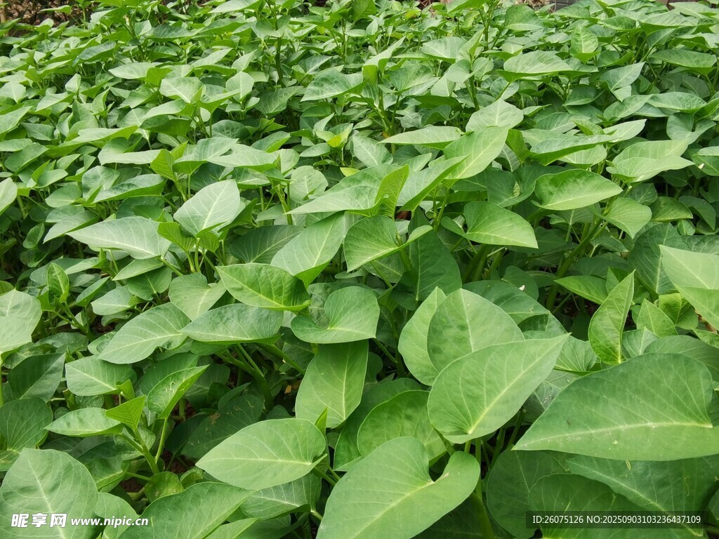 綠葉繁茂的空心菜