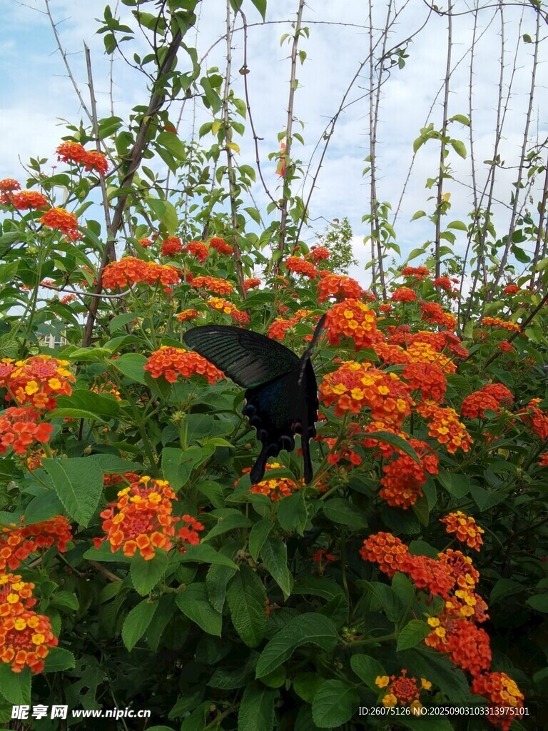 花叢中黑色蝴蝶停駐賞艷花