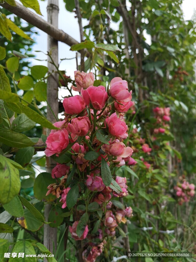 枝頭綻放的艷麗粉色花朵