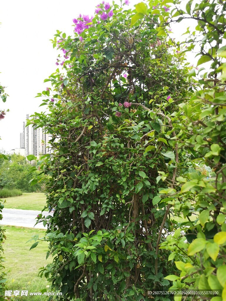 繁花綠樹裝點的戶外景致