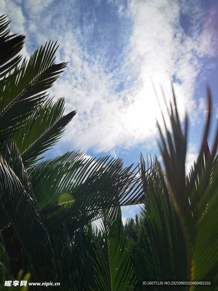 陽光下的熱帶植物景觀