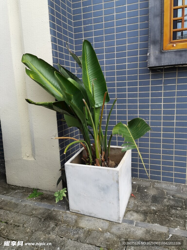 白色花盆中的翠綠植物