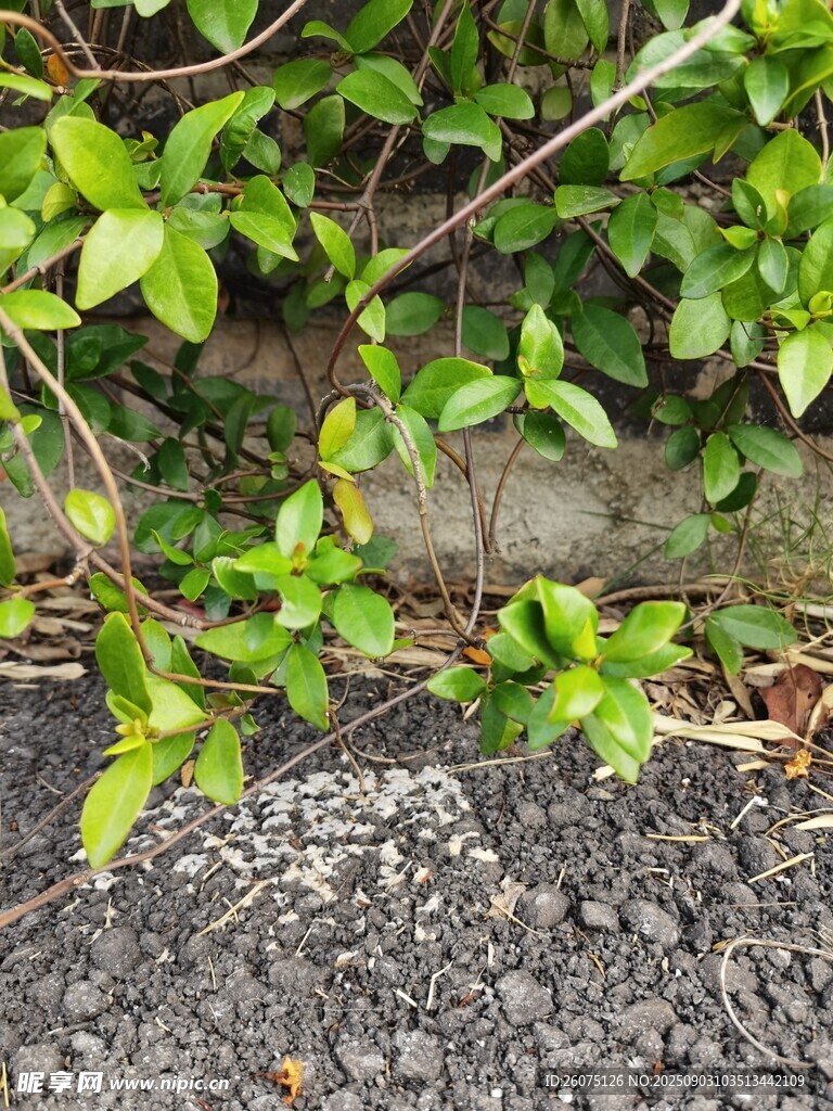 地面綠葉旁的白色顆粒