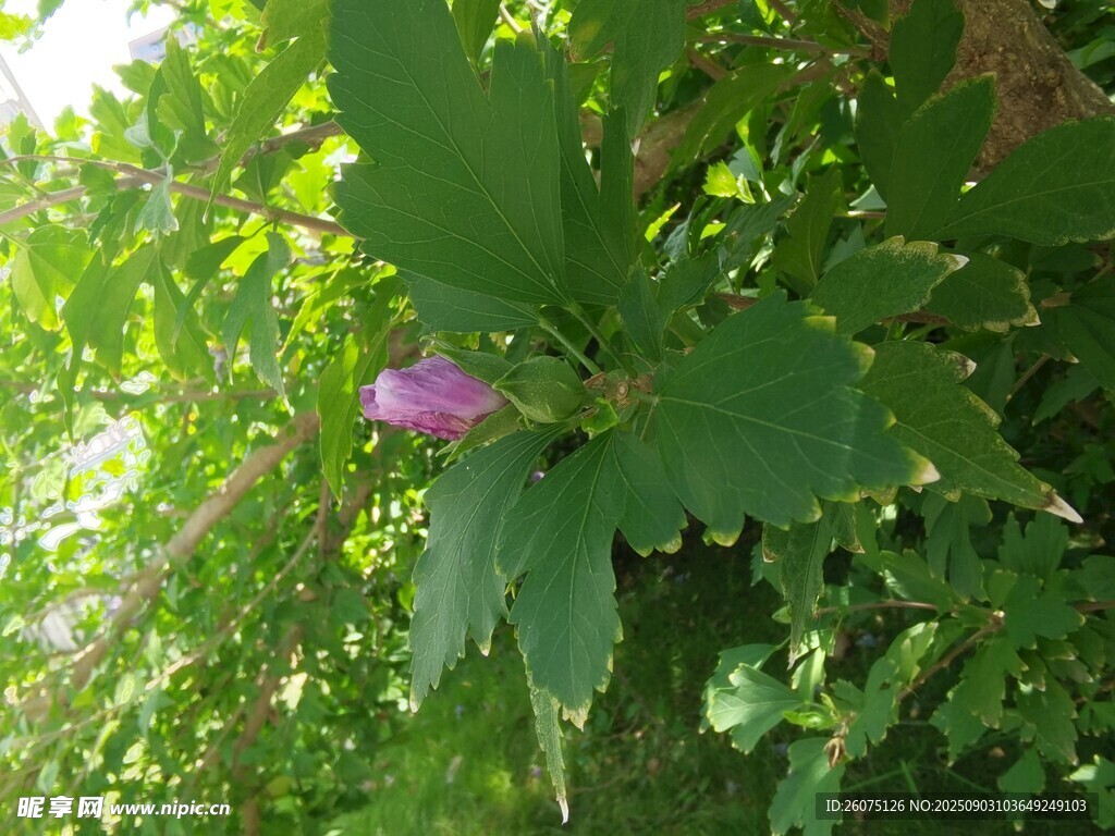 綠葉叢中的紫色小花苞