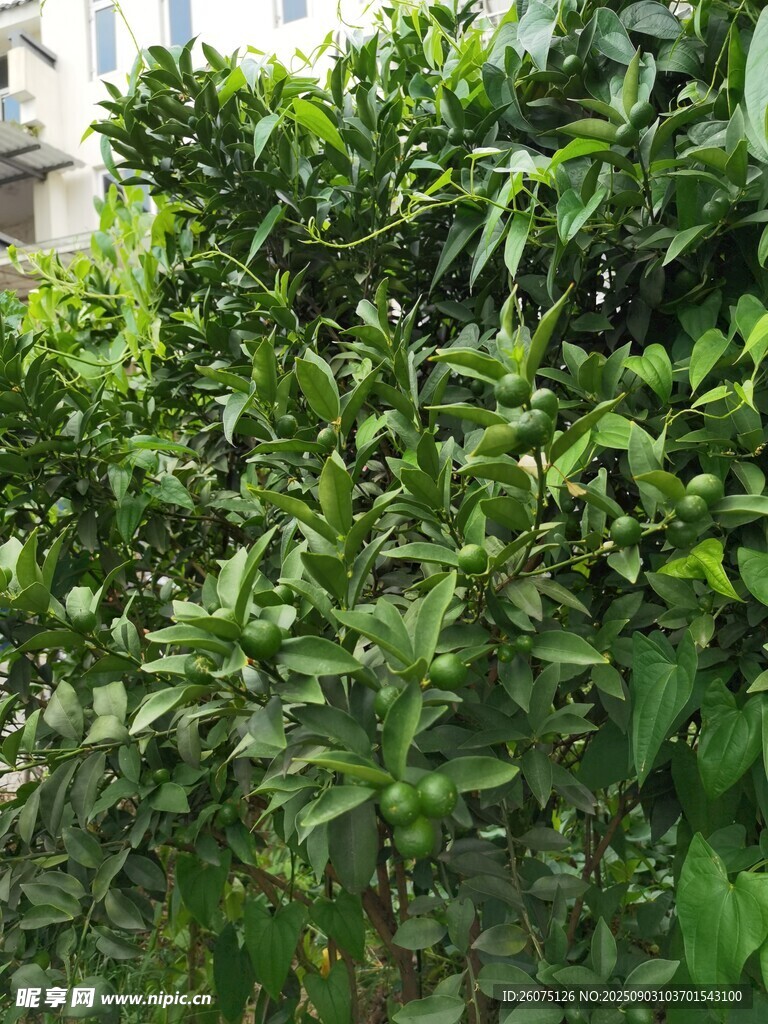 翠綠柑橘樹上的青果