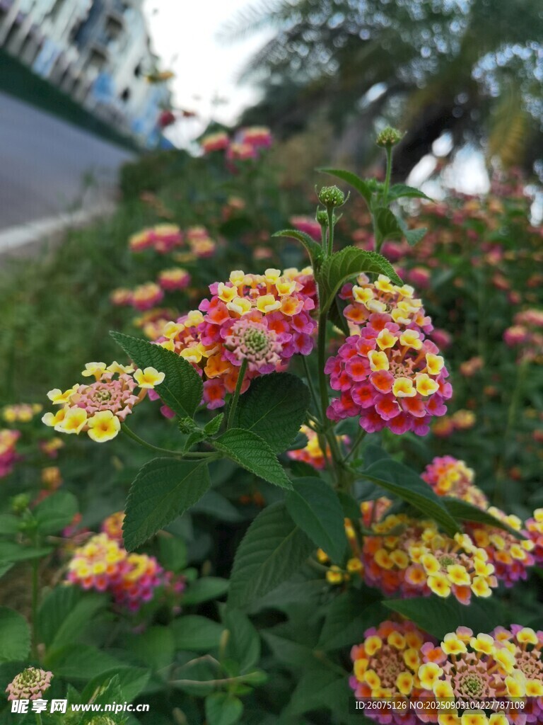 多彩花卉綻放于綠植間