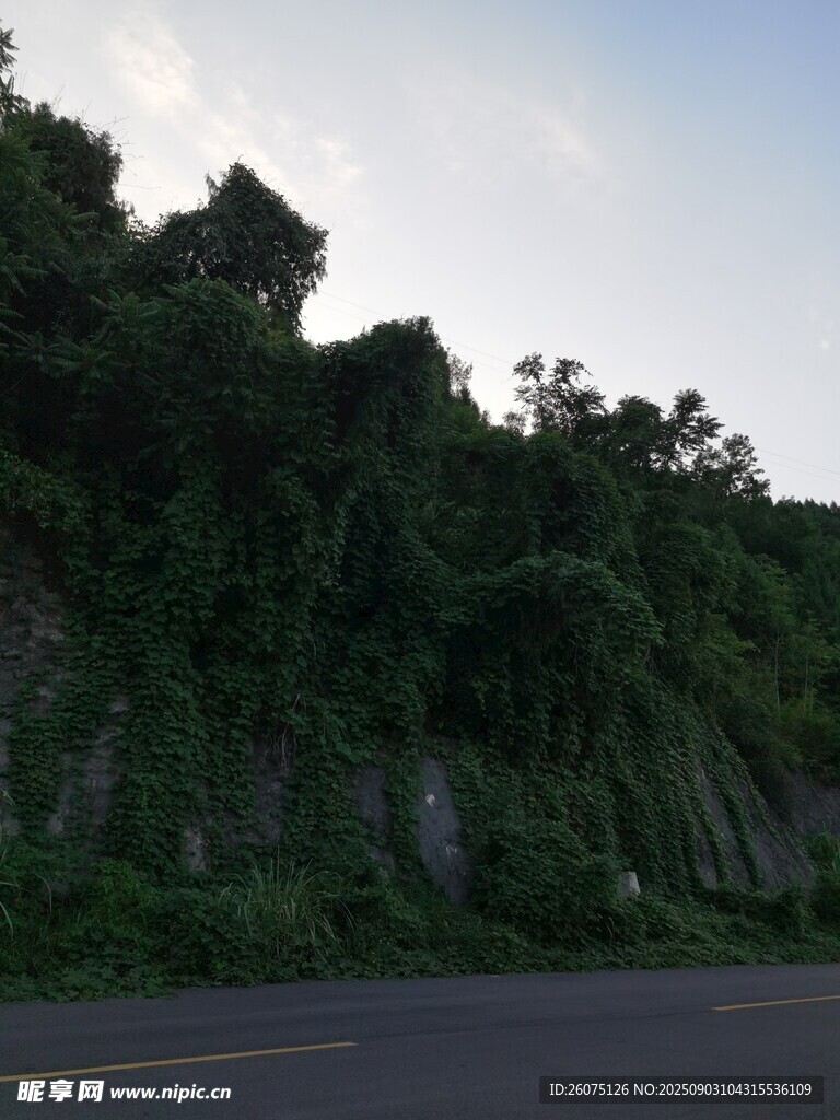 公路旁郁郁蔥蔥的山崖