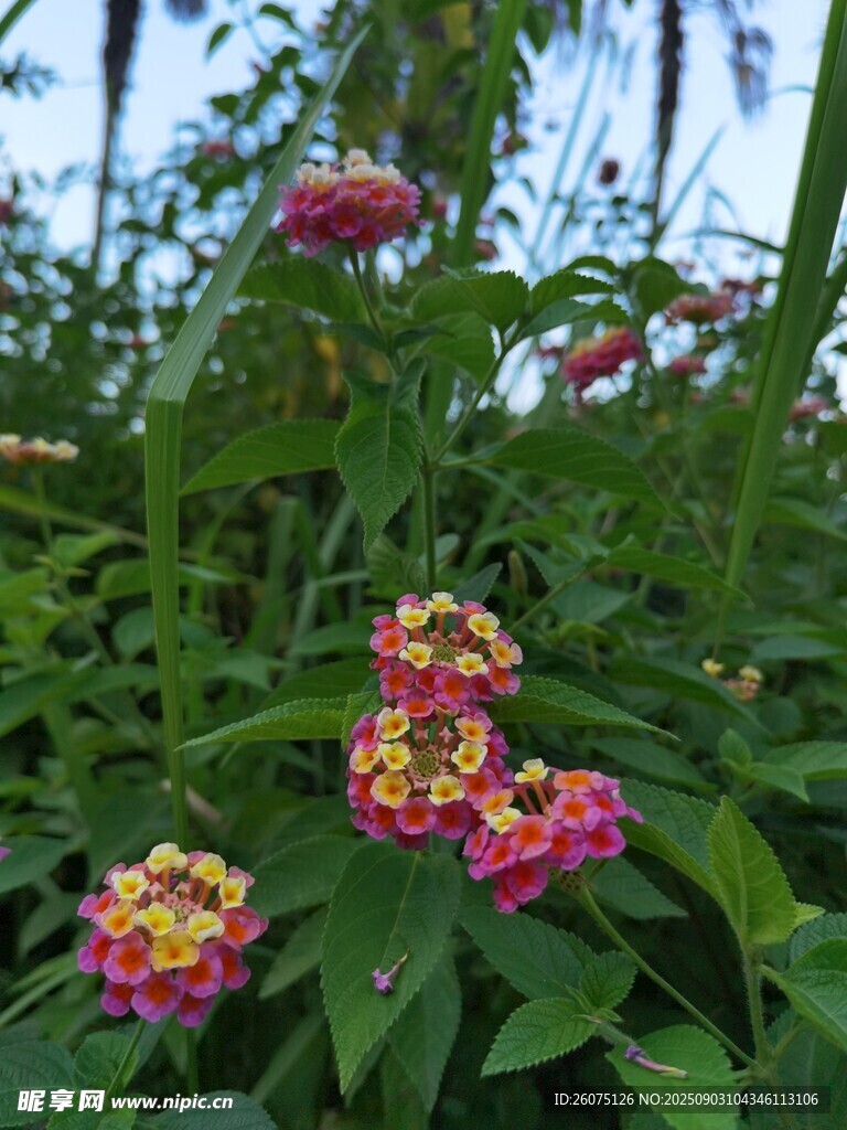 多彩馬纓丹綻放綠意間