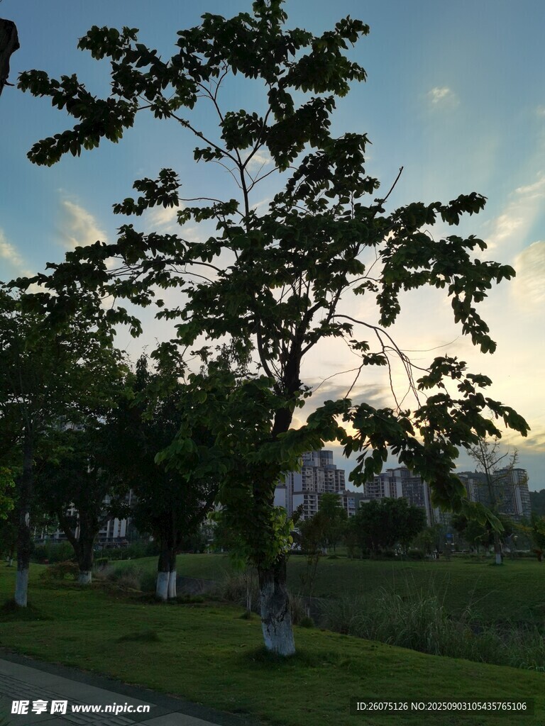 黃昏下的綠樹與開闊景致