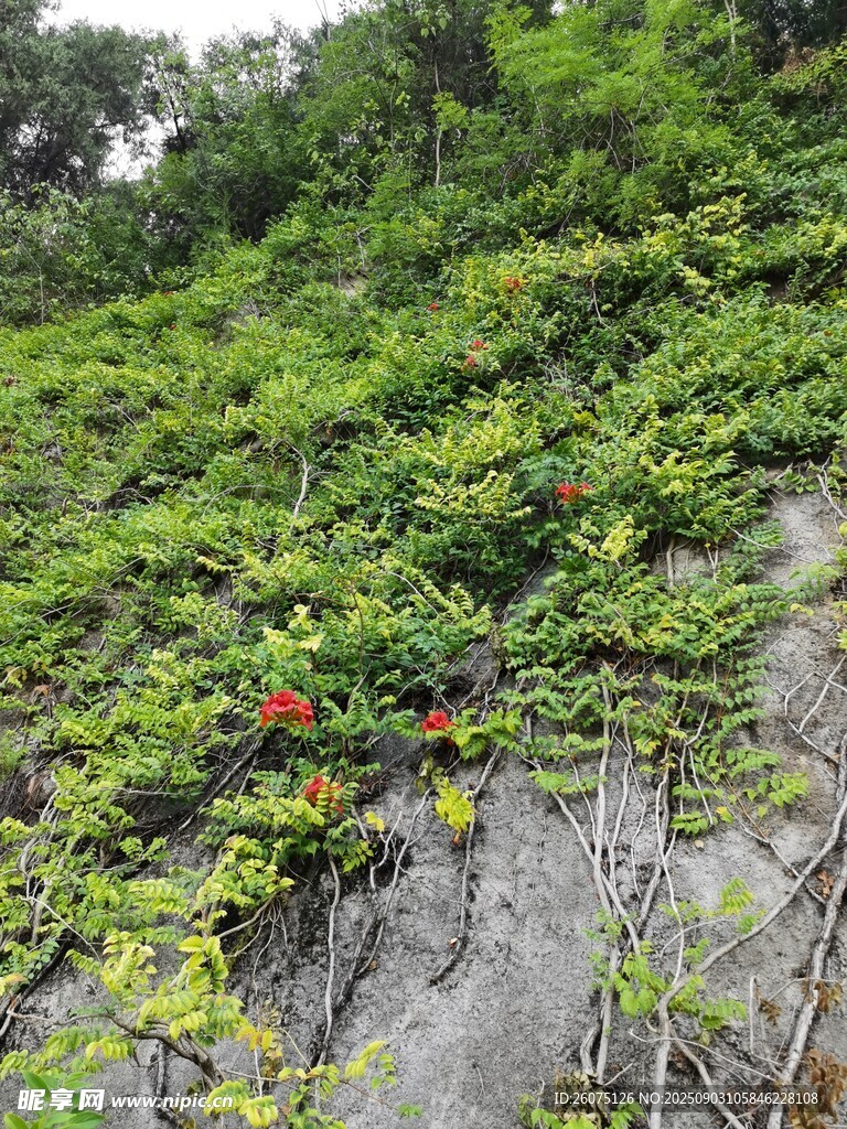 石壁上繁茂的綠色藤蔓植物