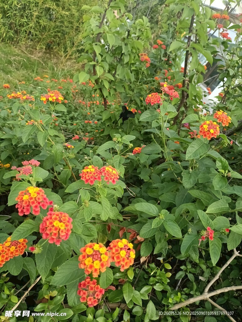 花叢綠意間的絢爛景致