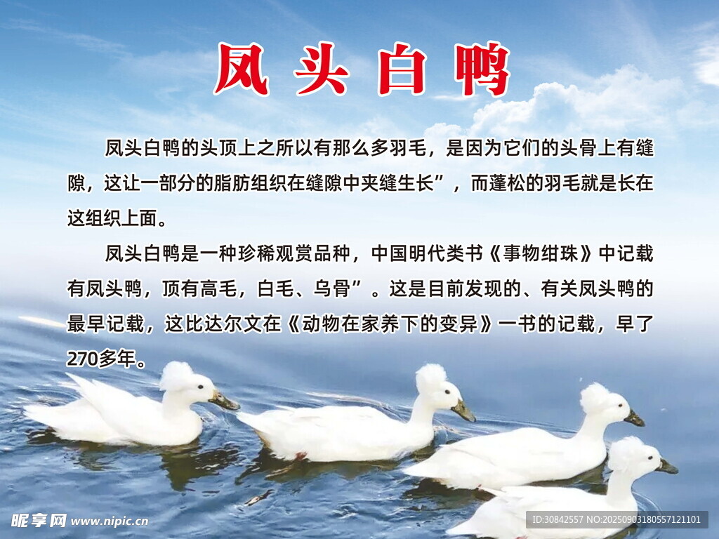鳳頭白鴨