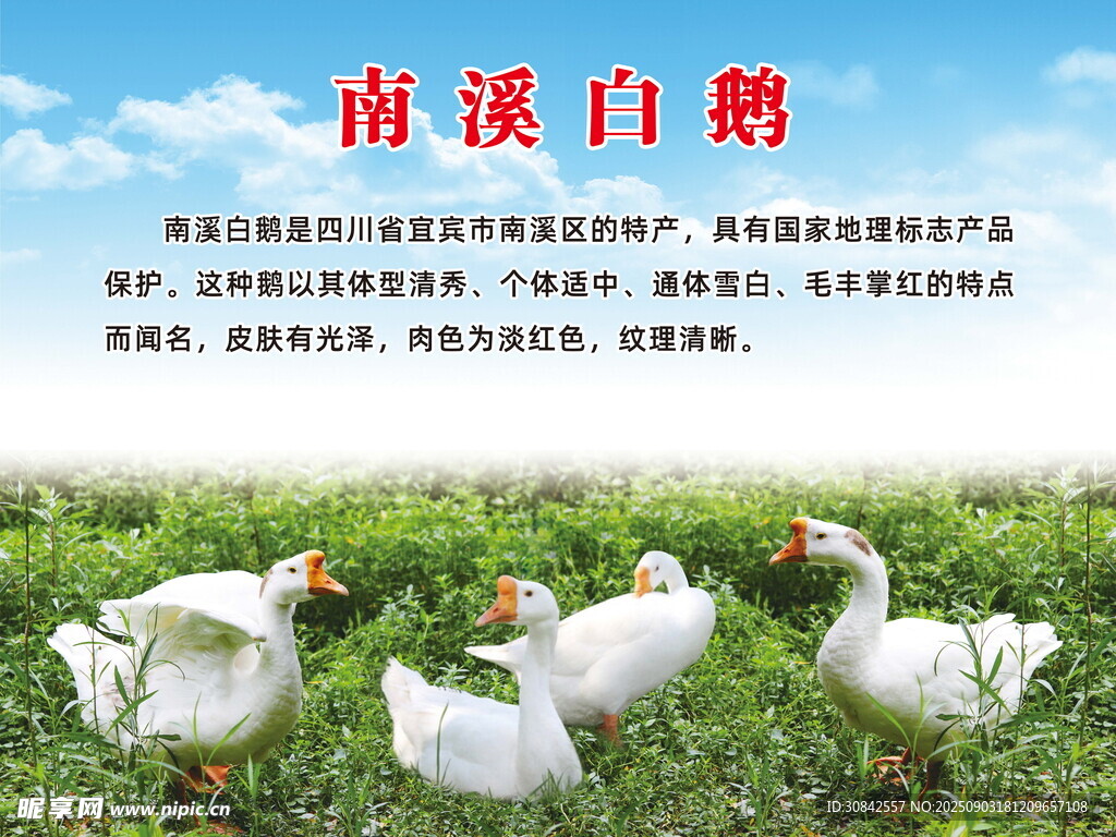 南溪白鵝