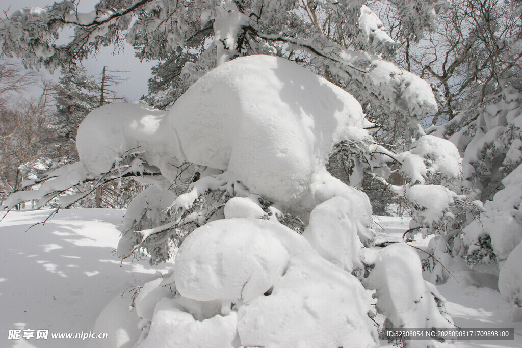 雪覆樹枝的冬日美景