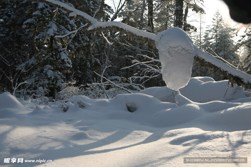 冬日雪林景象