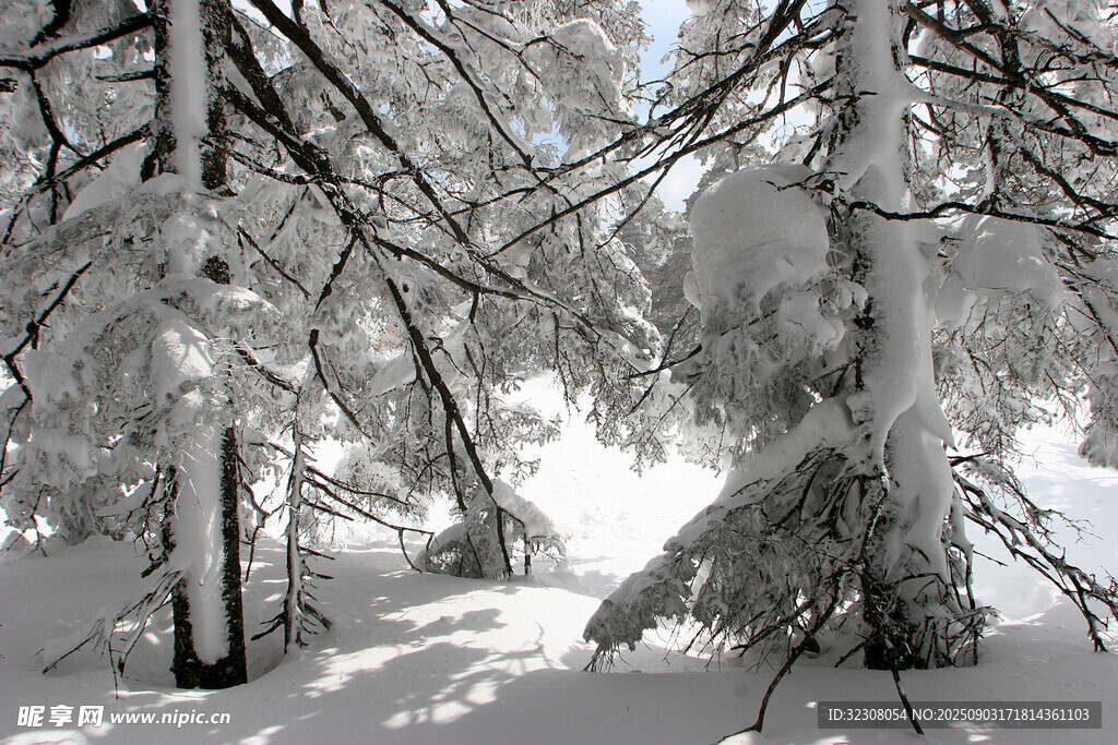 雪覆樹林 