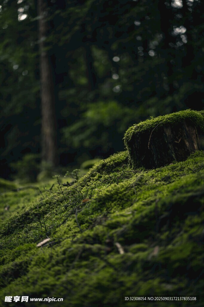 森林中長滿青苔的樹樁