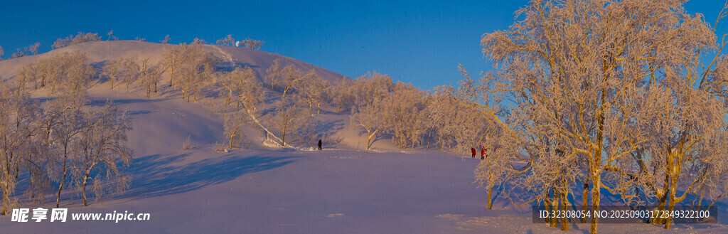 冬日雪野中的樹木景致