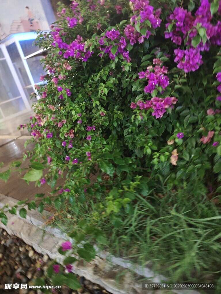 綻放的紫色三角梅景觀