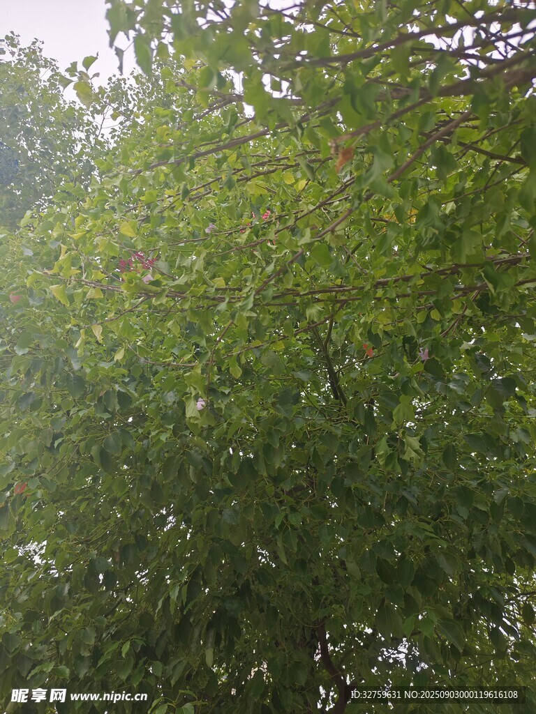 茂密蔥郁的綠色樹冠