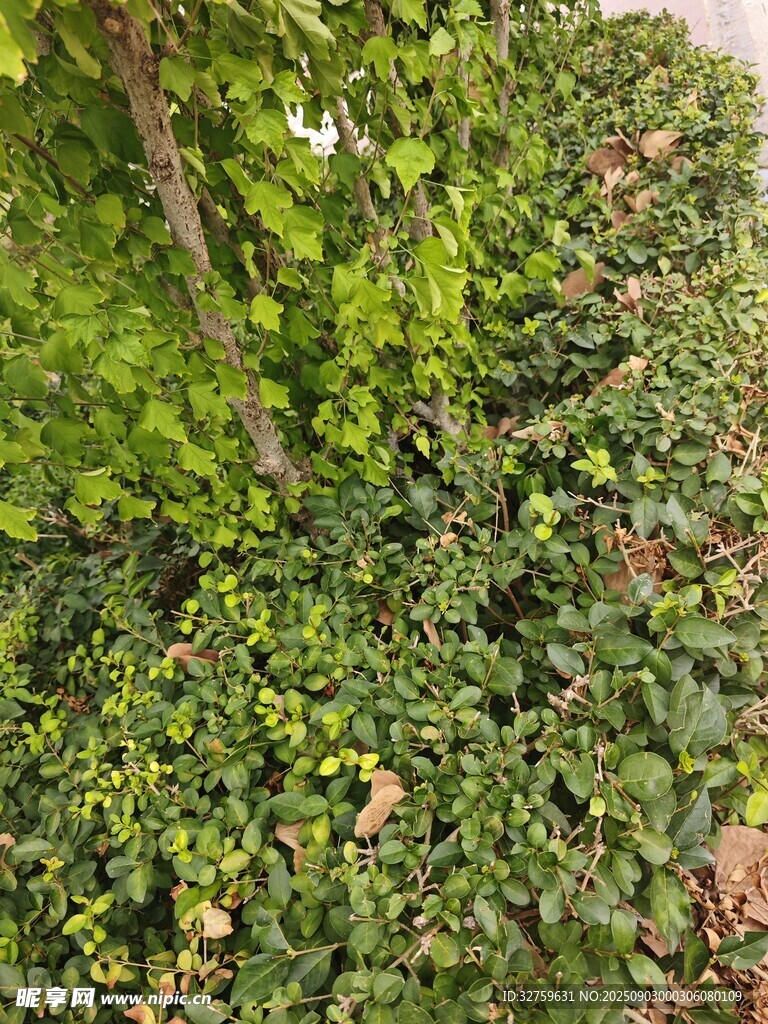 繁茂綠植