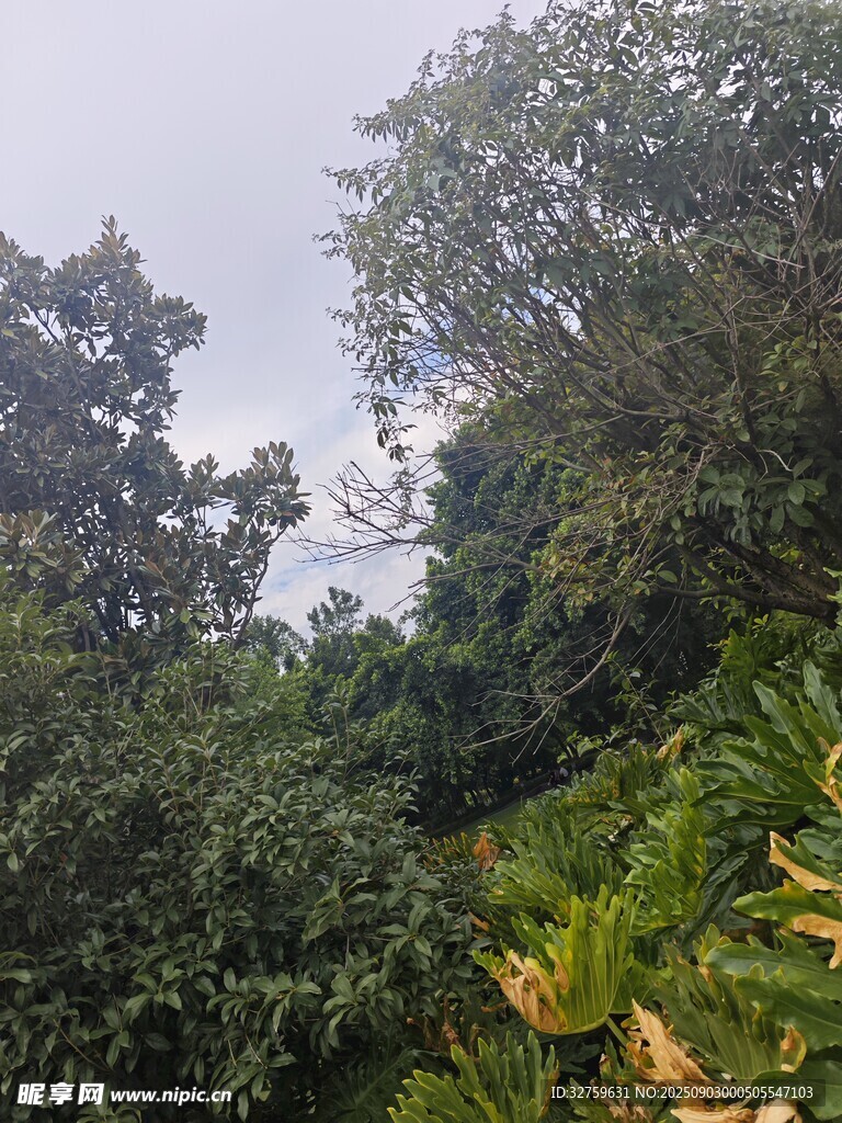 山林綠植景觀