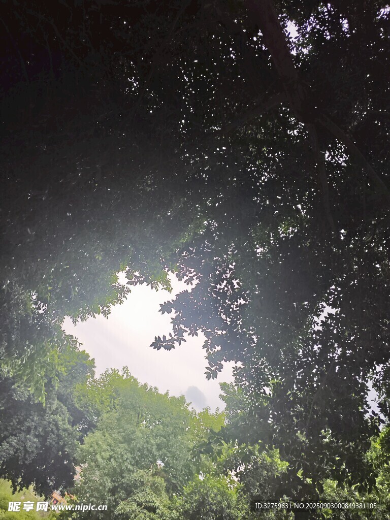 透過枝葉看天空