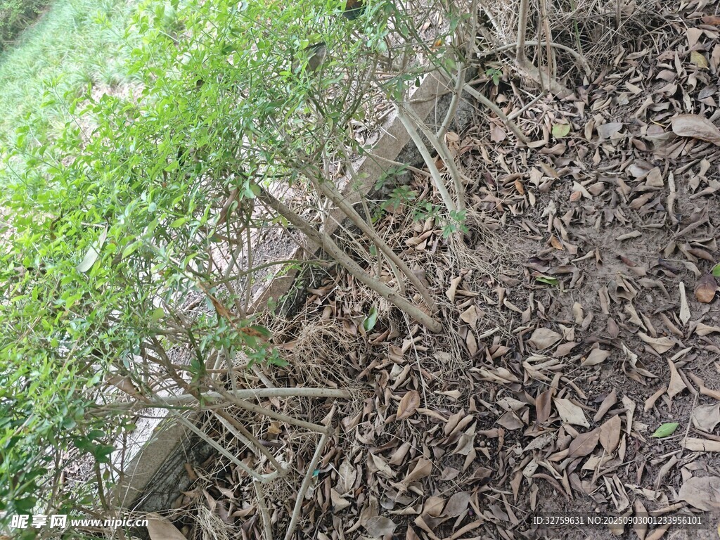 田邊秸稈堆