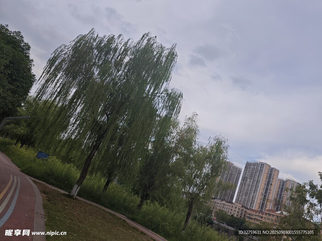 公園垂柳與遠(yuǎn)處高樓景致