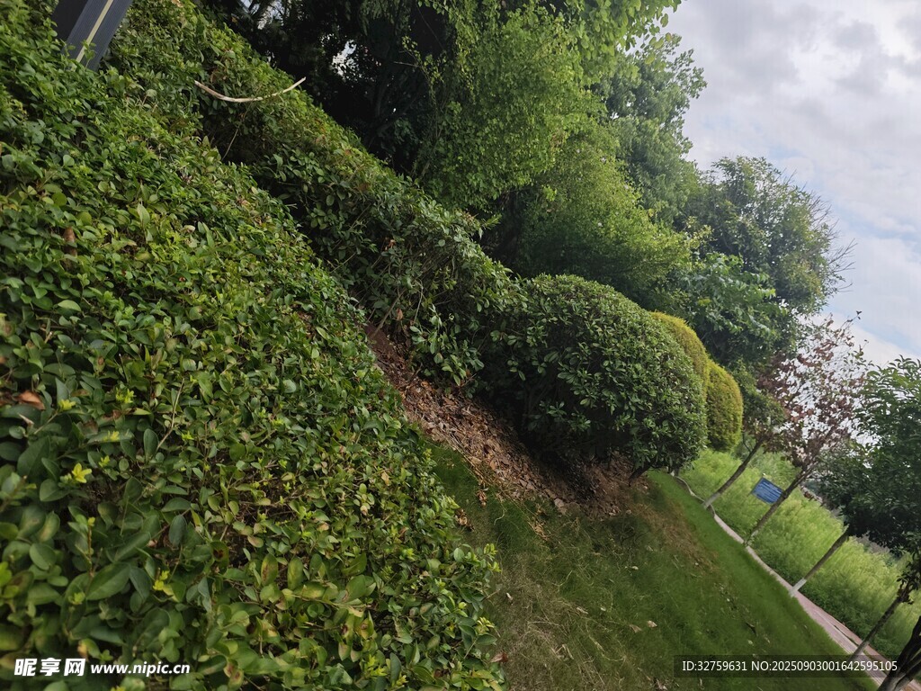 綠意盎然的戶外植物景觀